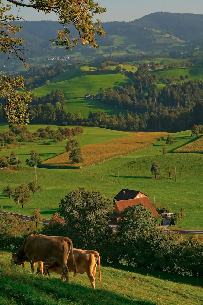 Vaches dans un pré en hauteur, illustrant le bien-être animal en plein air.