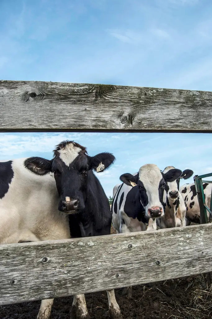 Groupe de vaches dans un enclos, observées pour le suivi de leur santé et de leur bien-être.