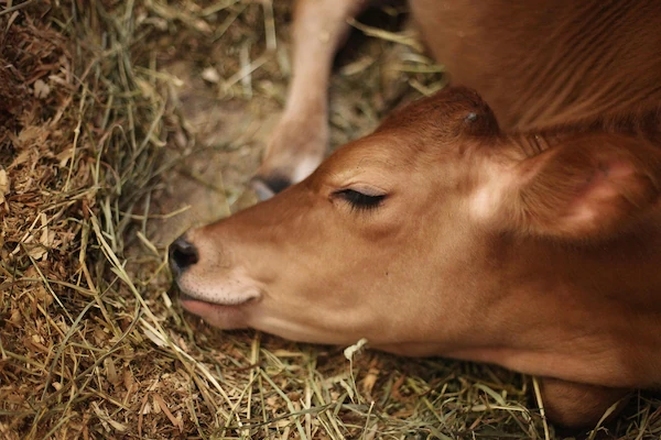 Photo d’une vache utilisant la technologie Bytemeuh dans un environnement confortable.