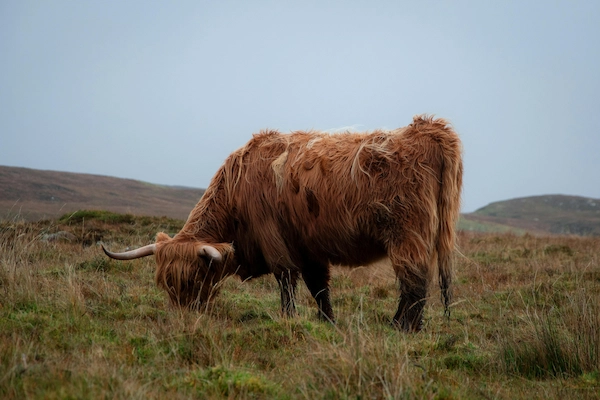 Vache Highland dans un environnement naturel, illustrant le bien-être animal dans une agriculture durable et responsable.